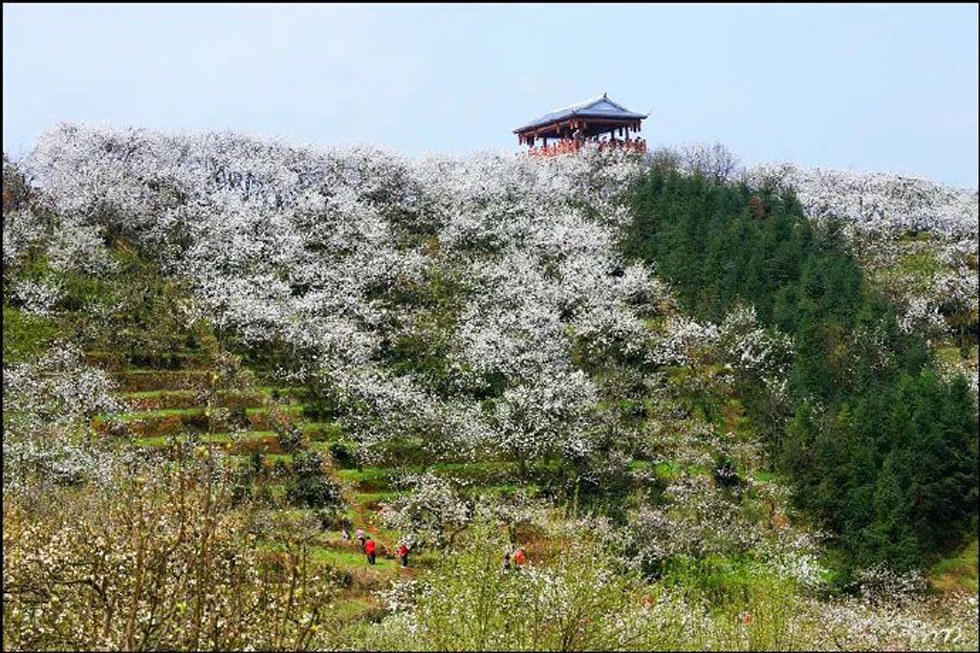 【春天，广西桂林灌阳县向您发出邀请！】我们在灌阳看梨花 - 游山玩水 - 莱芜生活社区 - 莱芜28生活网 lw.28life.net
