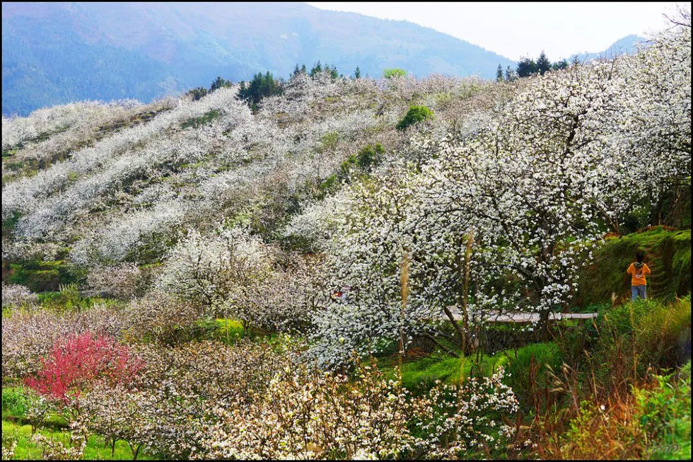 【春天，广西桂林灌阳县向您发出邀请！】我们在灌阳看梨花 - 游山玩水 - 莱芜生活社区 - 莱芜28生活网 lw.28life.net
