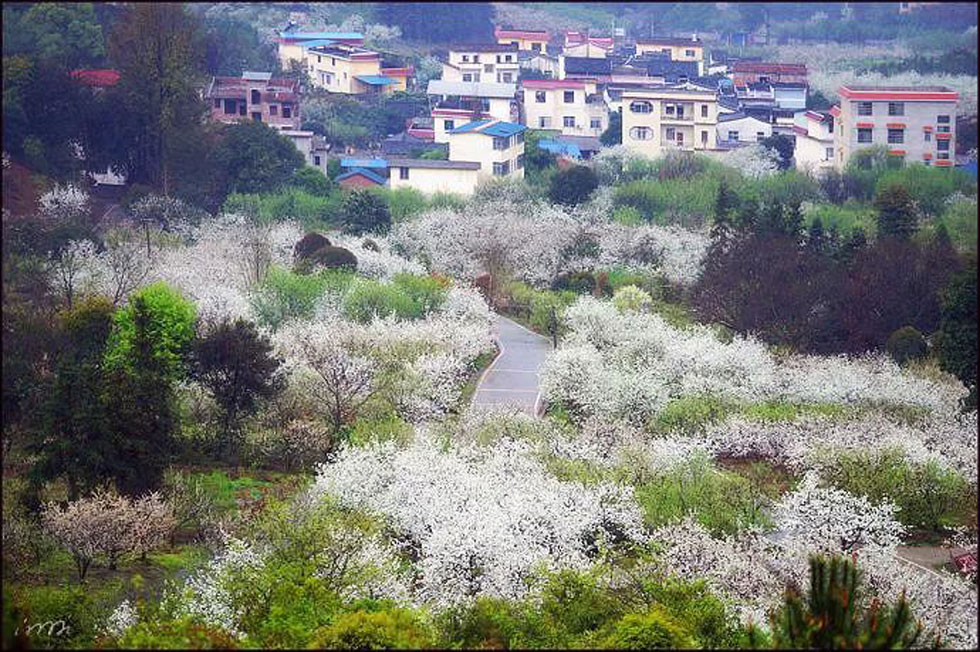 【春天，广西桂林灌阳县向您发出邀请！】我们在灌阳看梨花 - 游山玩水 - 莱芜生活社区 - 莱芜28生活网 lw.28life.net