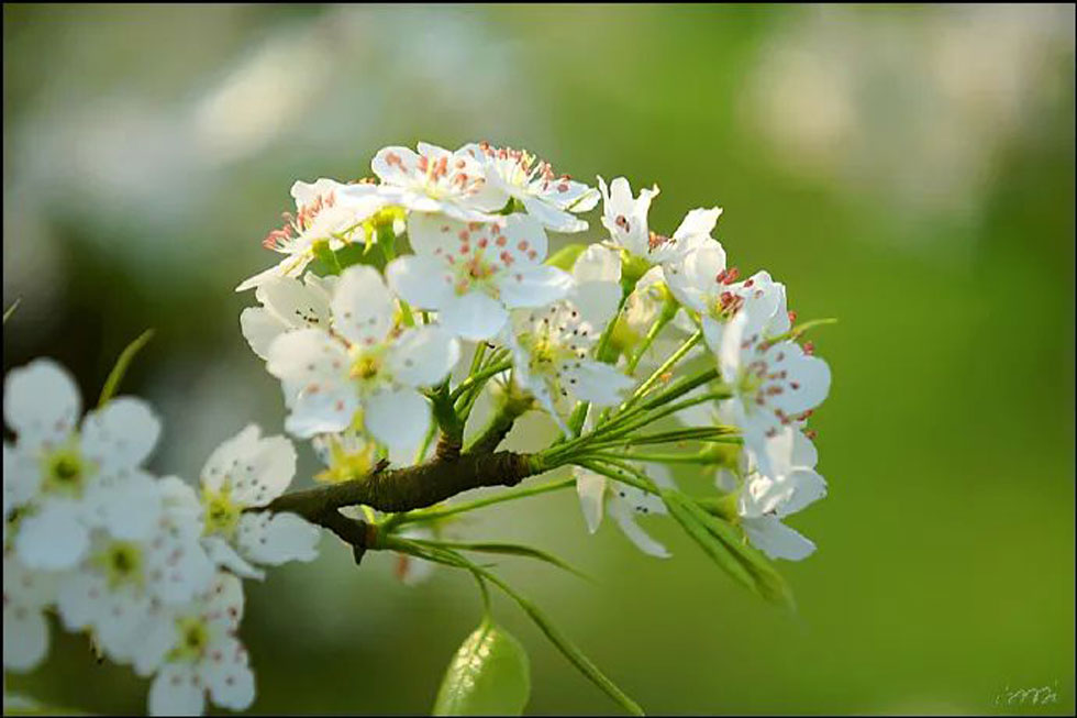 【春天，广西桂林灌阳县向您发出邀请！】我们在灌阳看梨花 - 游山玩水 - 莱芜生活社区 - 莱芜28生活网 lw.28life.net