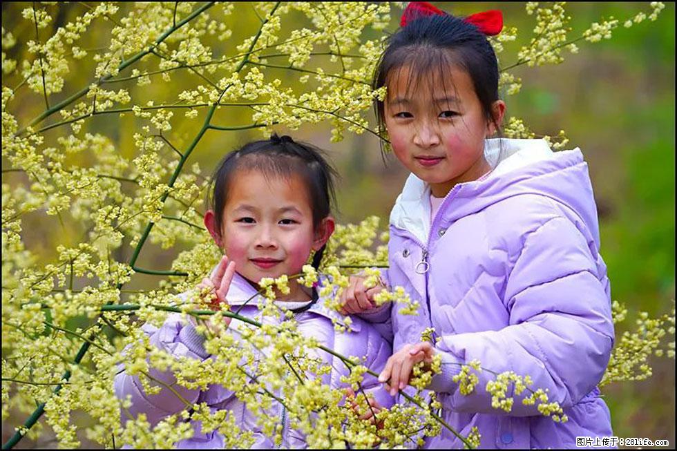 【春天，广西桂林灌阳县向您发出邀请！】米珠山前有片山苍子花在飘香 - 游山玩水 - 莱芜生活社区 - 莱芜28生活网 lw.28life.net