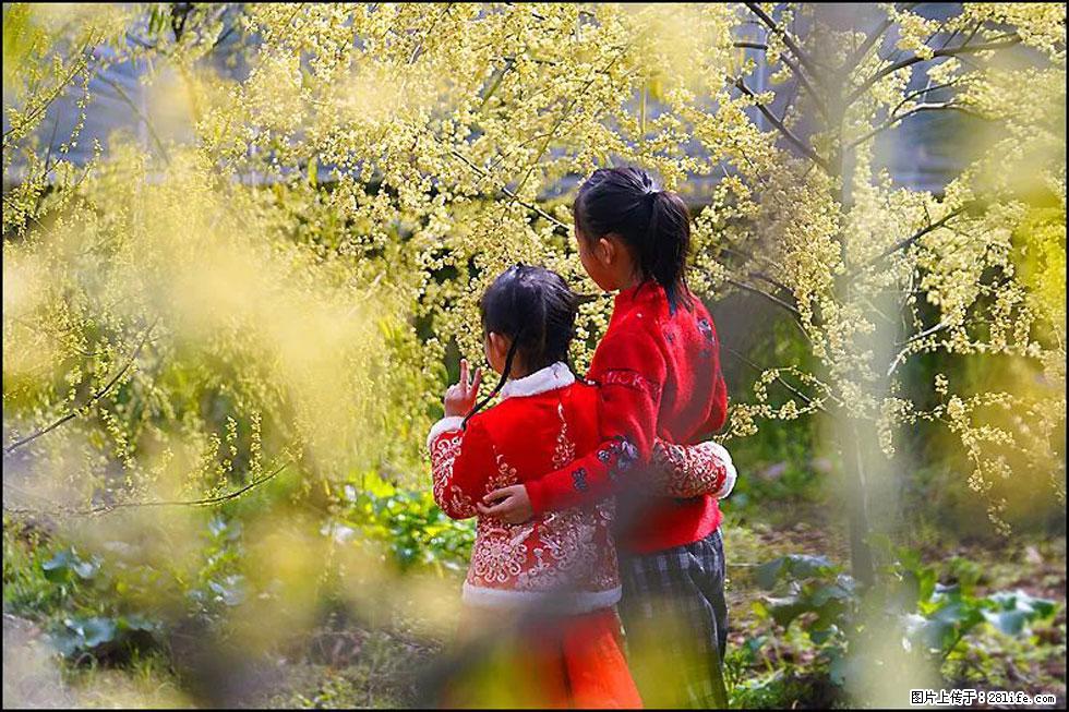【春天，广西桂林灌阳县向您发出邀请！】米珠山前有片山苍子花在飘香 - 游山玩水 - 莱芜生活社区 - 莱芜28生活网 lw.28life.net