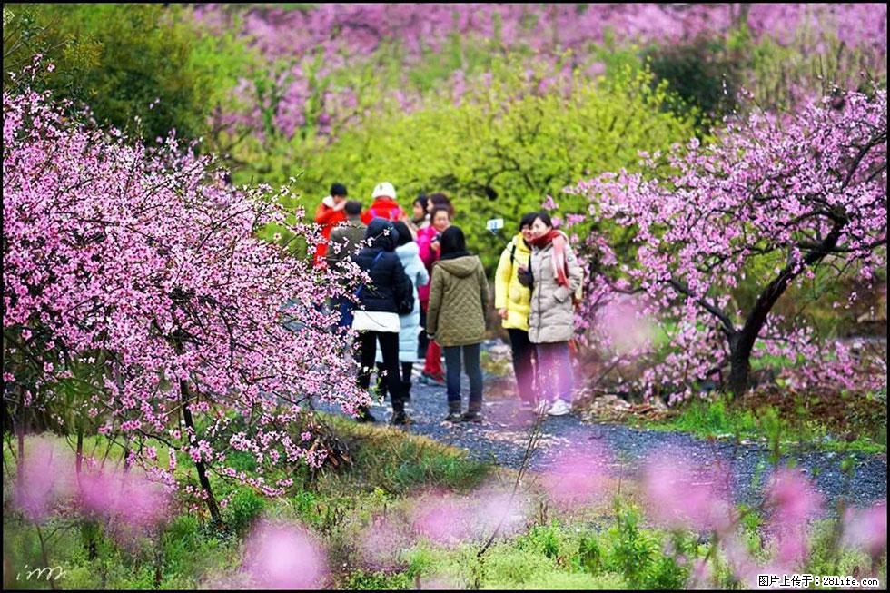 【春天，广西桂林灌阳县向您发出邀请！】官庄村有个醉美的桃花园 - 游山玩水 - 莱芜生活社区 - 莱芜28生活网 lw.28life.net