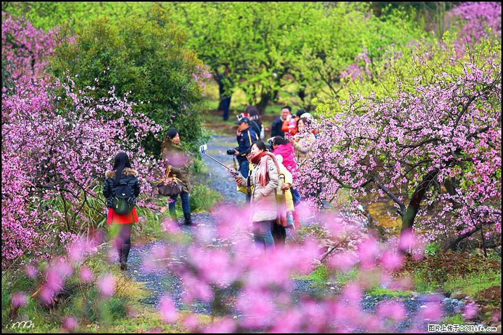 【春天，广西桂林灌阳县向您发出邀请！】官庄村有个醉美的桃花园 - 游山玩水 - 莱芜生活社区 - 莱芜28生活网 lw.28life.net