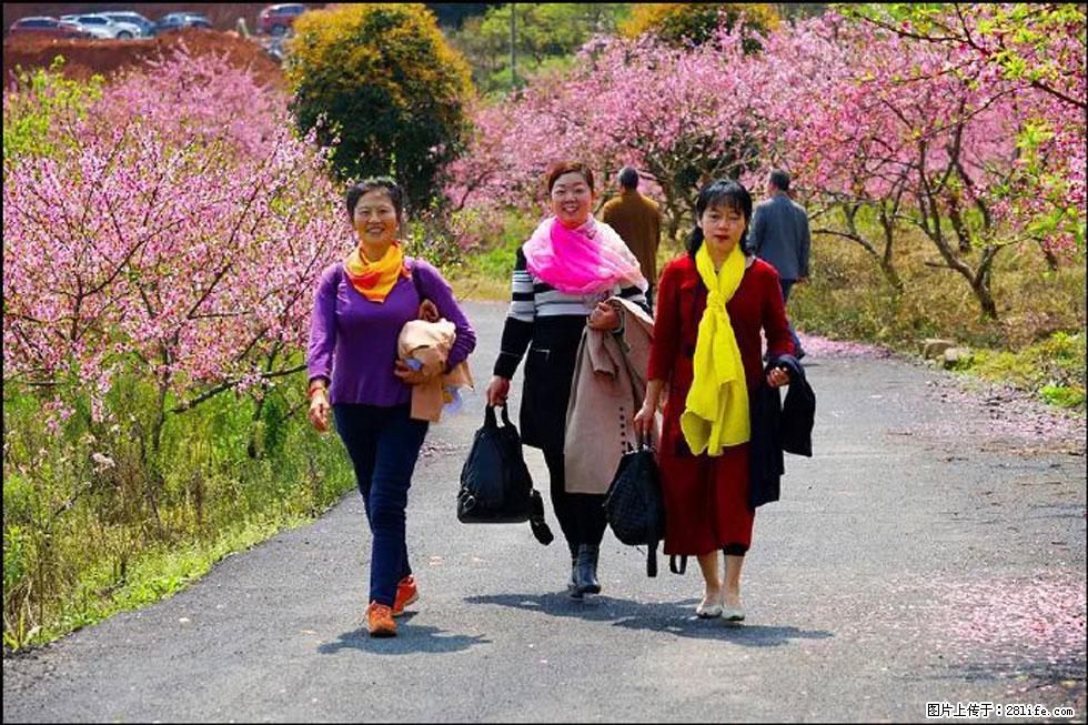 【春天，广西桂林灌阳县向您发出邀请！】官庄村有个醉美的桃花园 - 游山玩水 - 莱芜生活社区 - 莱芜28生活网 lw.28life.net