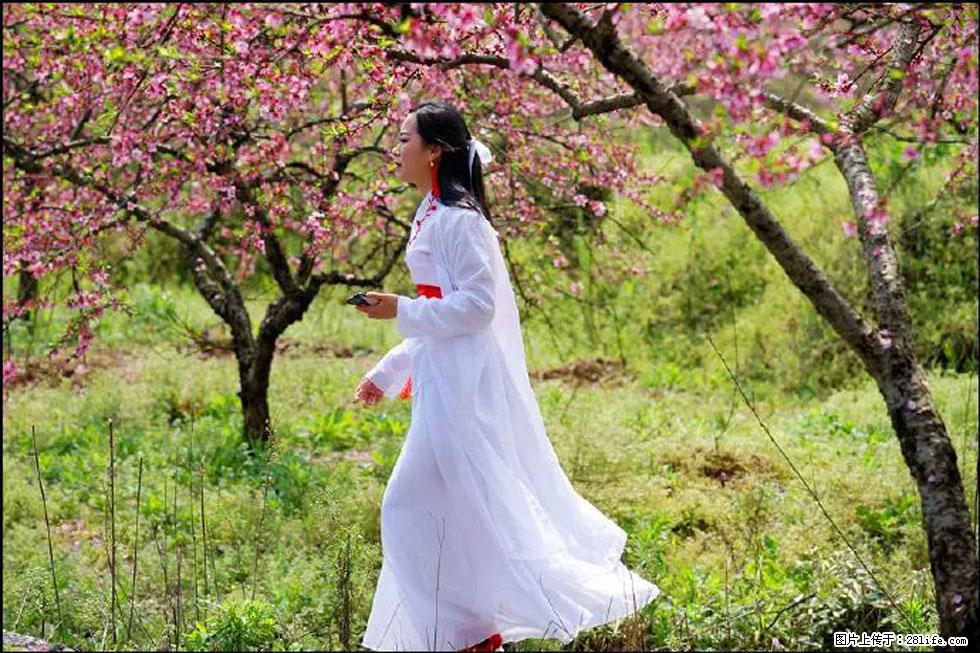 【春天，广西桂林灌阳县向您发出邀请！】官庄村有个醉美的桃花园 - 游山玩水 - 莱芜生活社区 - 莱芜28生活网 lw.28life.net