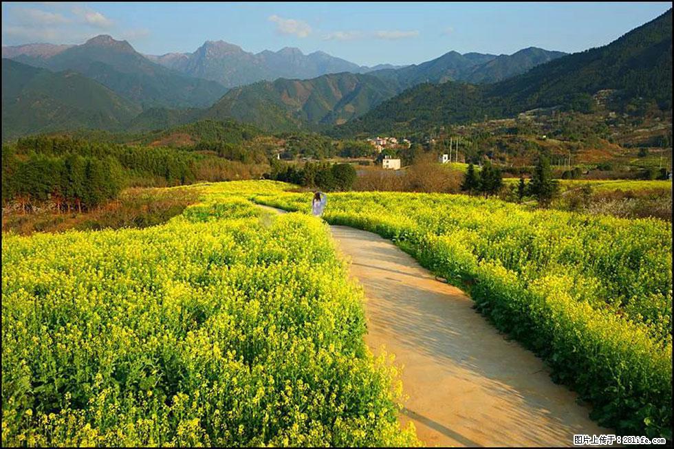 【春天，广西桂林灌阳县向您发出邀请！】长坪村油菜盛情花开 - 游山玩水 - 莱芜生活社区 - 莱芜28生活网 lw.28life.net