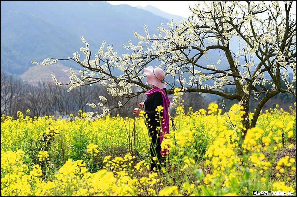 【春天，广西桂林灌阳县向您发出邀请！】长坪村油菜盛情花开 - 游山玩水 - 莱芜生活社区 - 莱芜28生活网 lw.28life.net