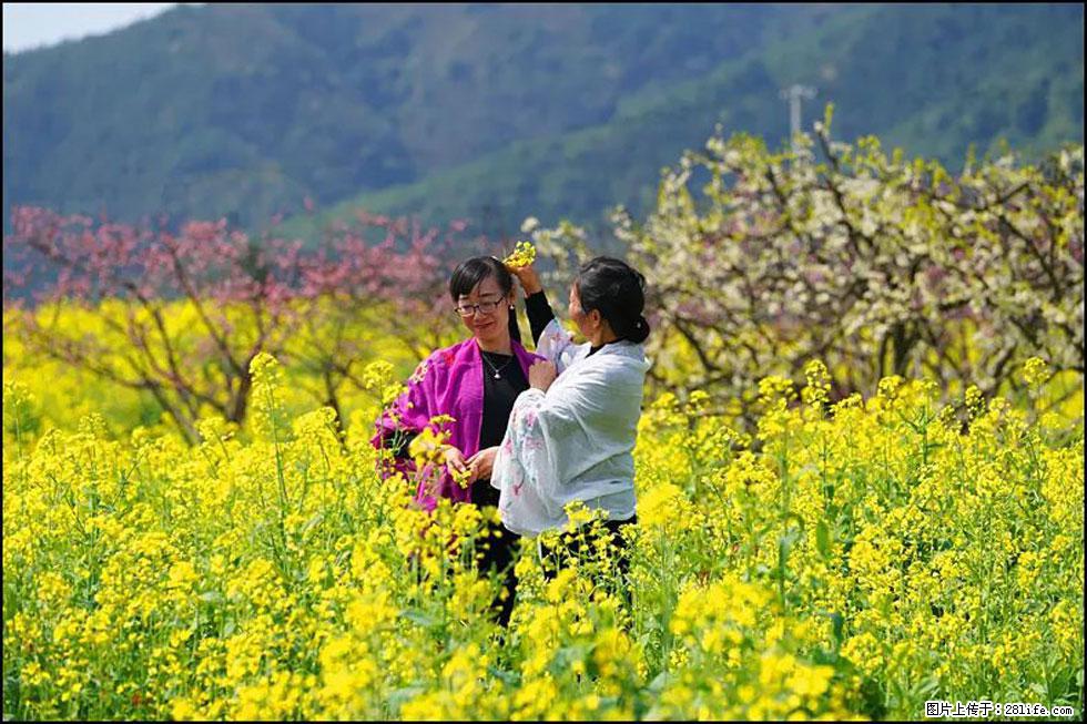 【春天，广西桂林灌阳县向您发出邀请！】长坪村油菜盛情花开 - 游山玩水 - 莱芜生活社区 - 莱芜28生活网 lw.28life.net