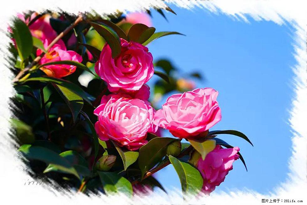 【春天，广西桂林灌阳县向您发出邀请！】杨柳井茶花惹人爱 - 游山玩水 - 莱芜生活社区 - 莱芜28生活网 lw.28life.net