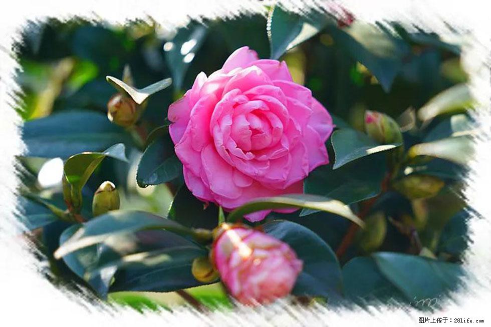 【春天，广西桂林灌阳县向您发出邀请！】杨柳井茶花惹人爱 - 游山玩水 - 莱芜生活社区 - 莱芜28生活网 lw.28life.net
