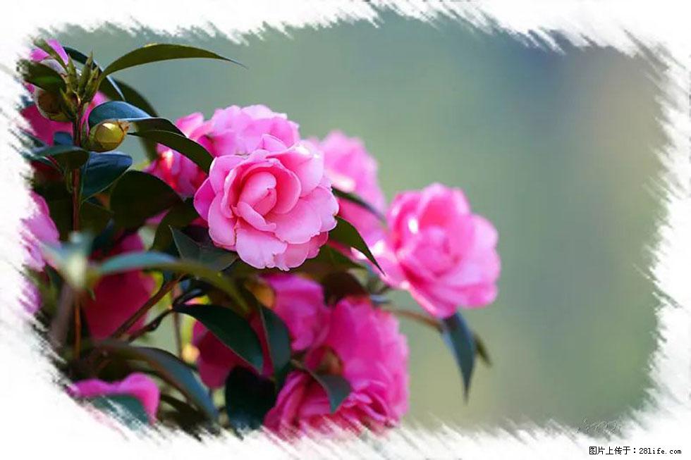 【春天，广西桂林灌阳县向您发出邀请！】杨柳井茶花惹人爱 - 游山玩水 - 莱芜生活社区 - 莱芜28生活网 lw.28life.net