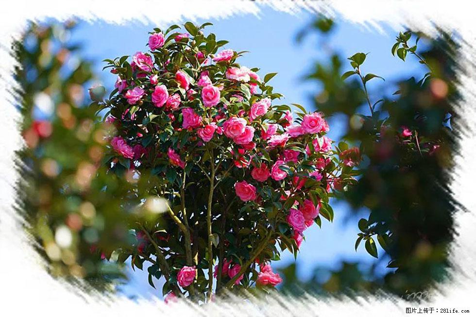 【春天，广西桂林灌阳县向您发出邀请！】杨柳井茶花惹人爱 - 游山玩水 - 莱芜生活社区 - 莱芜28生活网 lw.28life.net