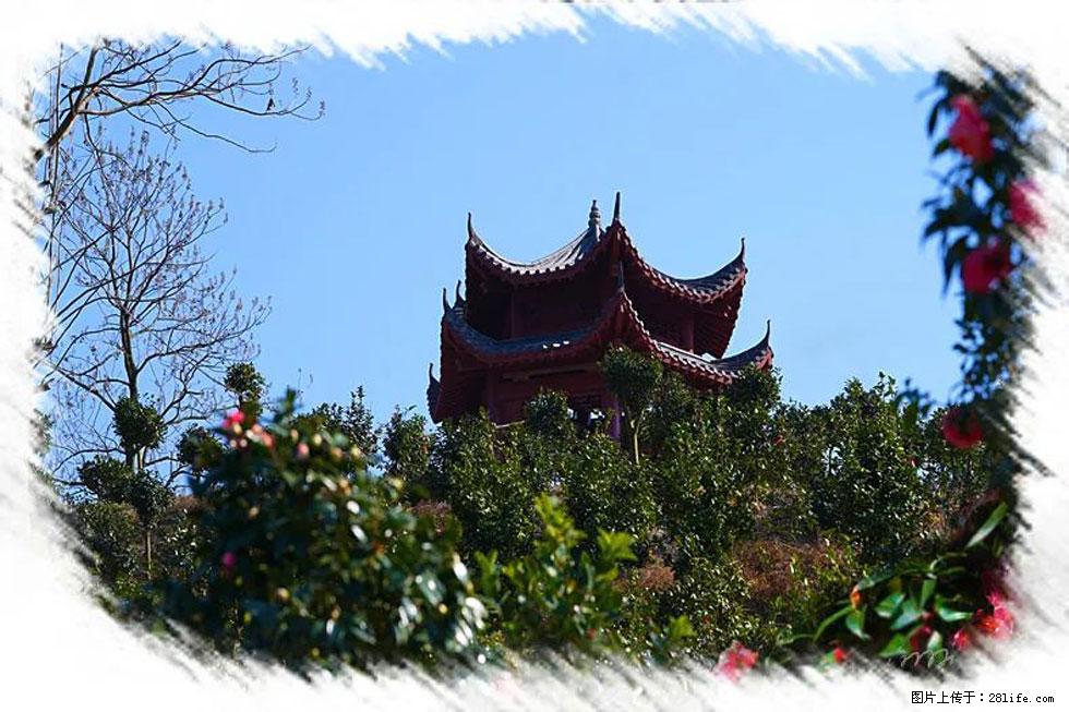 【春天，广西桂林灌阳县向您发出邀请！】杨柳井茶花惹人爱 - 游山玩水 - 莱芜生活社区 - 莱芜28生活网 lw.28life.net