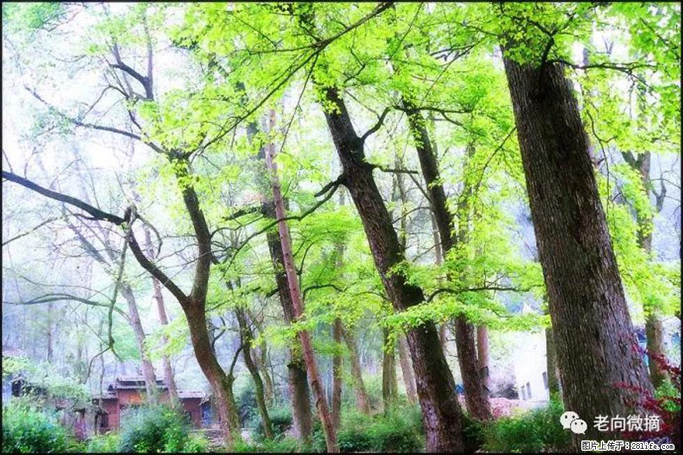 【春天，广西桂林灌阳县向您发出邀请！】在小龙村与春天约会 - 游山玩水 - 莱芜生活社区 - 莱芜28生活网 lw.28life.net