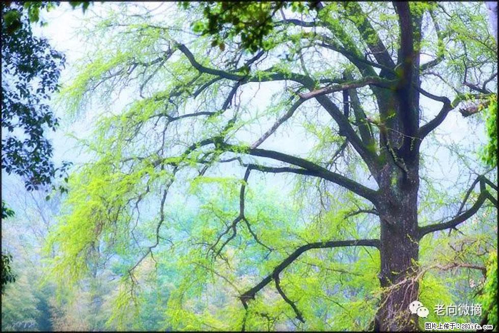 【春天，广西桂林灌阳县向您发出邀请！】在小龙村与春天约会 - 游山玩水 - 莱芜生活社区 - 莱芜28生活网 lw.28life.net