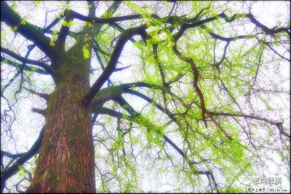 【春天，广西桂林灌阳县向您发出邀请！】在小龙村与春天约会 - 游山玩水 - 莱芜生活社区 - 莱芜28生活网 lw.28life.net