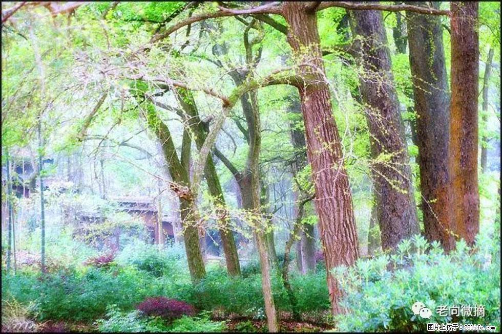 【春天，广西桂林灌阳县向您发出邀请！】在小龙村与春天约会 - 游山玩水 - 莱芜生活社区 - 莱芜28生活网 lw.28life.net