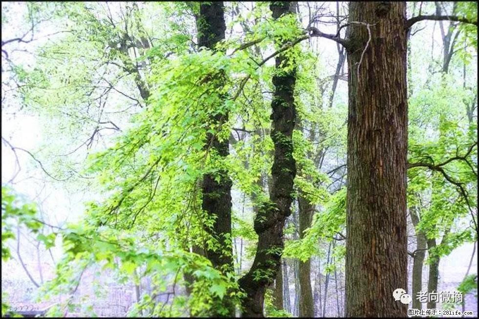 【春天，广西桂林灌阳县向您发出邀请！】在小龙村与春天约会 - 游山玩水 - 莱芜生活社区 - 莱芜28生活网 lw.28life.net