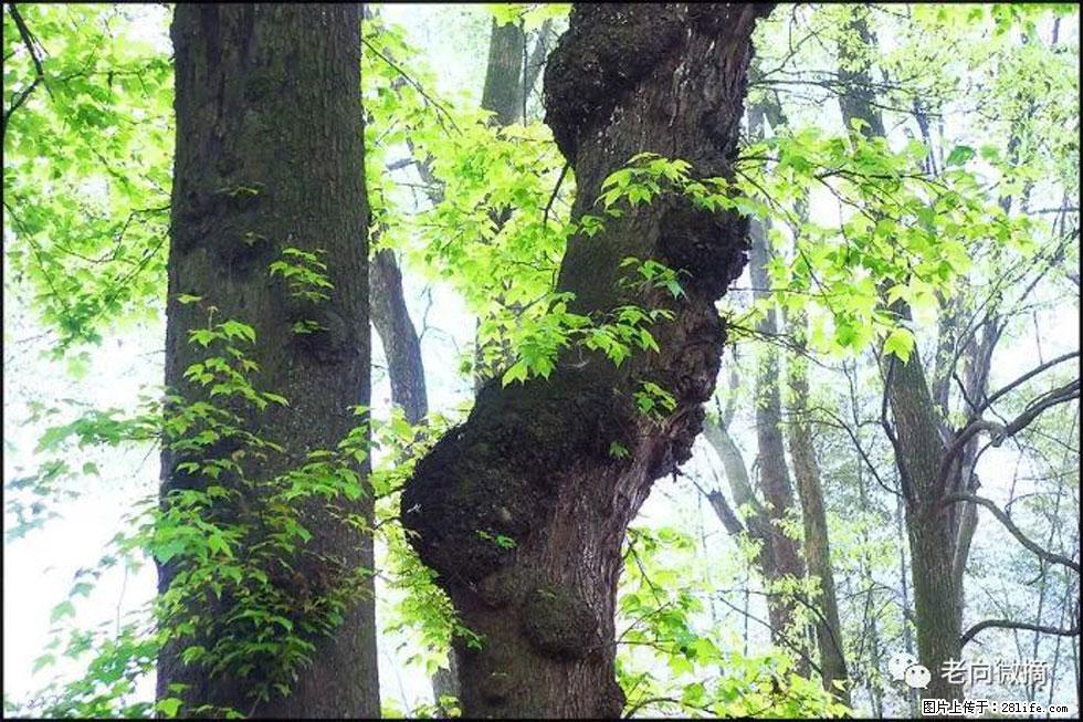 【春天，广西桂林灌阳县向您发出邀请！】在小龙村与春天约会 - 游山玩水 - 莱芜生活社区 - 莱芜28生活网 lw.28life.net