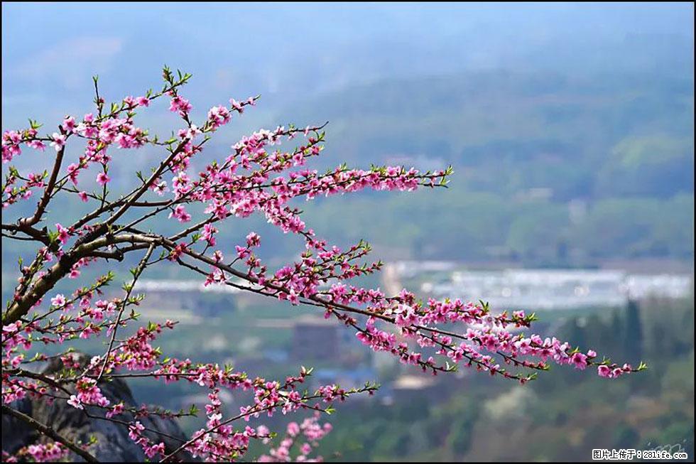 【春天，广西桂林灌阳县向您发出邀请！】望月岭上桃花开 - 游山玩水 - 莱芜生活社区 - 莱芜28生活网 lw.28life.net