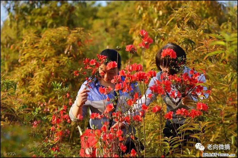 【春天，广西桂林灌阳县向您发出邀请！】登麒麟山，相约映山红 - 游山玩水 - 莱芜生活社区 - 莱芜28生活网 lw.28life.net