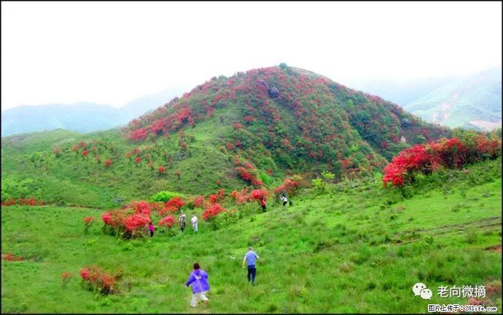 【春天，广西桂林灌阳县向您发出邀请！】宝盖山上映山红 - 游山玩水 - 莱芜生活社区 - 莱芜28生活网 lw.28life.net