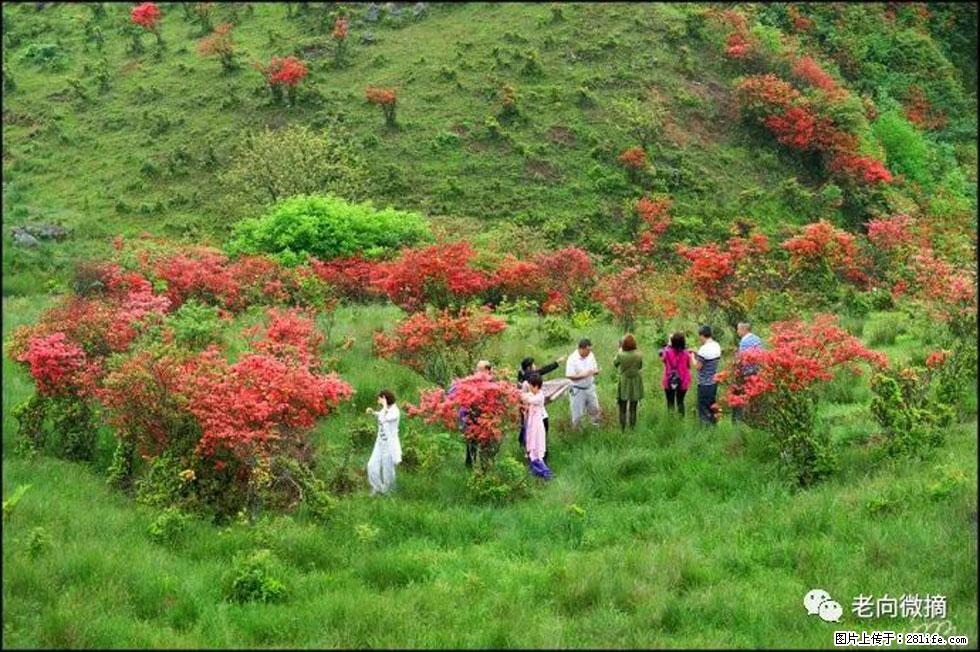 【春天，广西桂林灌阳县向您发出邀请！】宝盖山上映山红 - 游山玩水 - 莱芜生活社区 - 莱芜28生活网 lw.28life.net