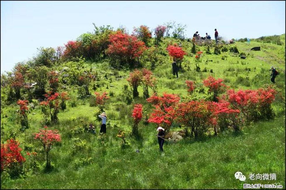【春天，广西桂林灌阳县向您发出邀请！】宝盖山上映山红 - 游山玩水 - 莱芜生活社区 - 莱芜28生活网 lw.28life.net