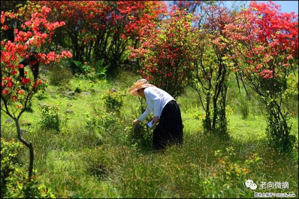 【春天，广西桂林灌阳县向您发出邀请！】宝盖山上映山红 - 游山玩水 - 莱芜生活社区 - 莱芜28生活网 lw.28life.net
