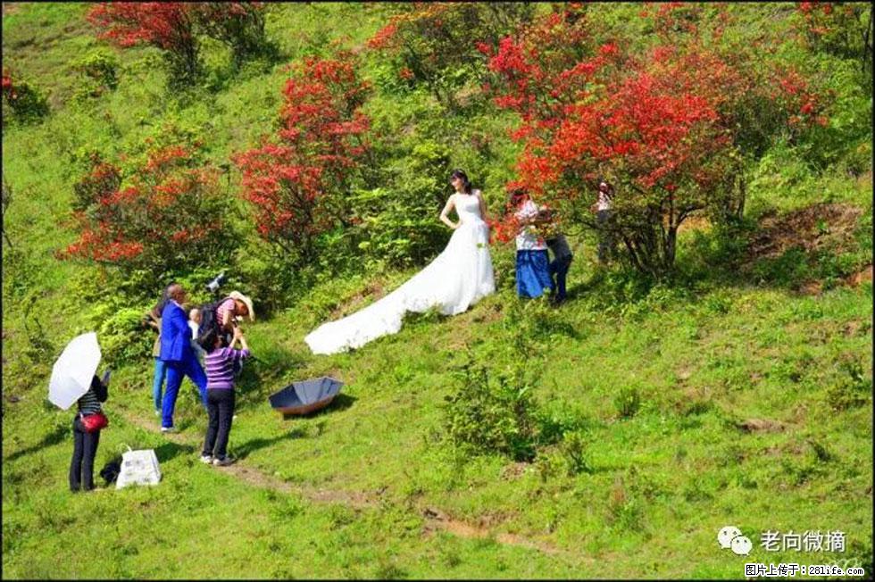【春天，广西桂林灌阳县向您发出邀请！】宝盖山上映山红 - 游山玩水 - 莱芜生活社区 - 莱芜28生活网 lw.28life.net