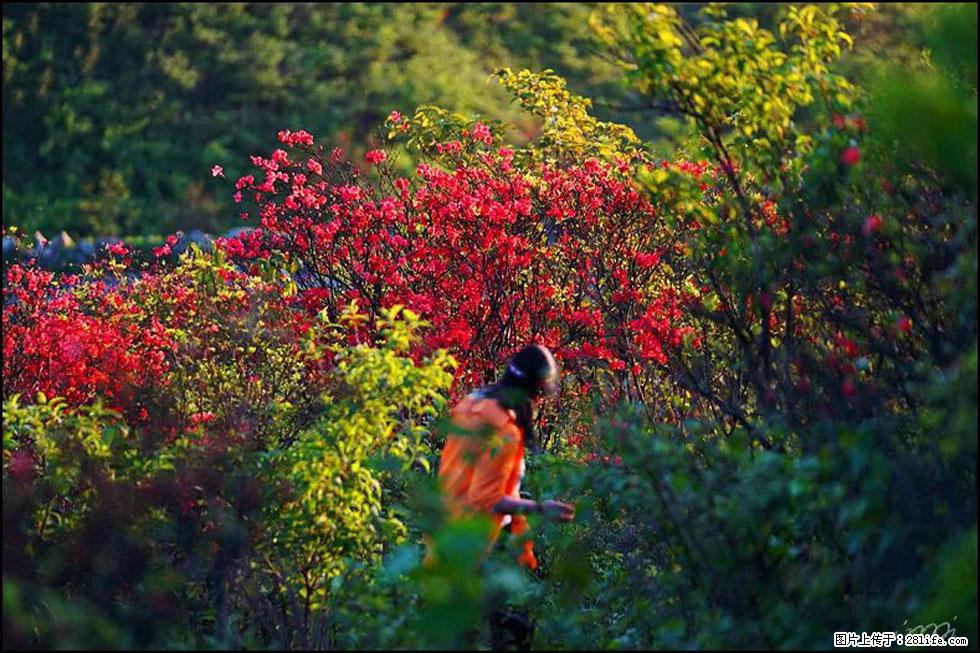 【春天，广西桂林灌阳县向您发出邀请！】春木界上映山红 - 游山玩水 - 莱芜生活社区 - 莱芜28生活网 lw.28life.net