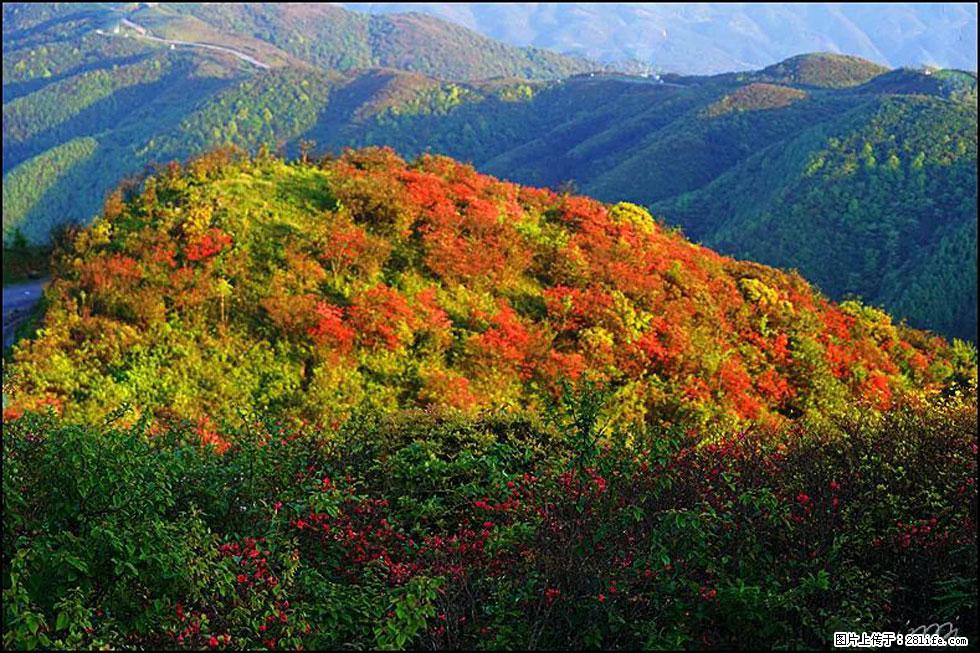【春天，广西桂林灌阳县向您发出邀请！】春木界上映山红 - 游山玩水 - 莱芜生活社区 - 莱芜28生活网 lw.28life.net