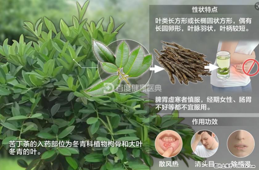 苦丁茶有哪些功效和作用 - 生活百科 - 莱芜生活社区 - 莱芜28生活网 lw.28life.net