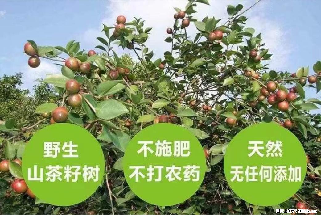 【灌阳县油茶产业示范区】一个有着充实的精神生活的人，对待身外之物自会有一种淡泊的态度 - 美食天地 - 莱芜生活社区 - 莱芜28生活网 lw.28life.net