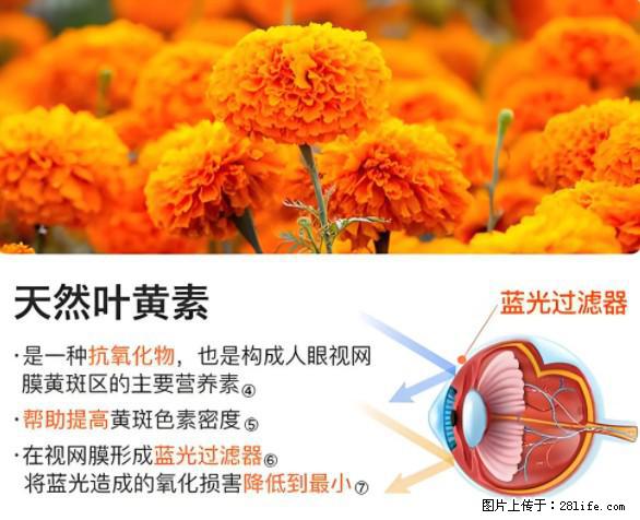 叶黄素有什么功效和作用 - 生活百科 - 莱芜生活社区 - 莱芜28生活网 lw.28life.net