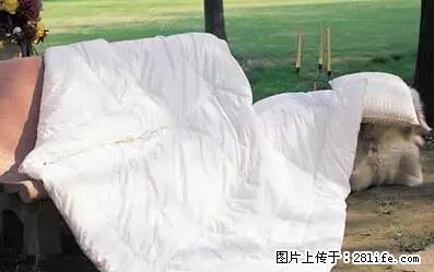 被子有异味？只要这样做，比晒太阳还强100倍！ - 家居生活 - 莱芜生活社区 - 莱芜28生活网 lw.28life.net