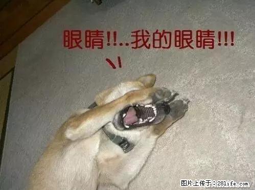 笑癫了！一女的怀孕三年未生，他终于忍不住了... - 娱乐八卦 - 莱芜生活社区 - 莱芜28生活网 lw.28life.net