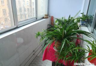 金地凯旋城三楼家具家电齐全拎包即住 - 莱芜28生活网 lw.28life.net