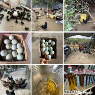 油茶园从小鸡仔开始养起的纯土鸡、土鸡蛋可以预定啦！还有前几天刚榨的纯山茶油哦 - 莱芜28生活网 lw.28life.net
