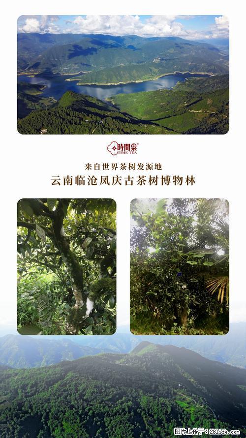 时间果百年古树2025年春红茶 - 购物交流 - 莱芜生活社区 - 莱芜28生活网 lw.28life.net