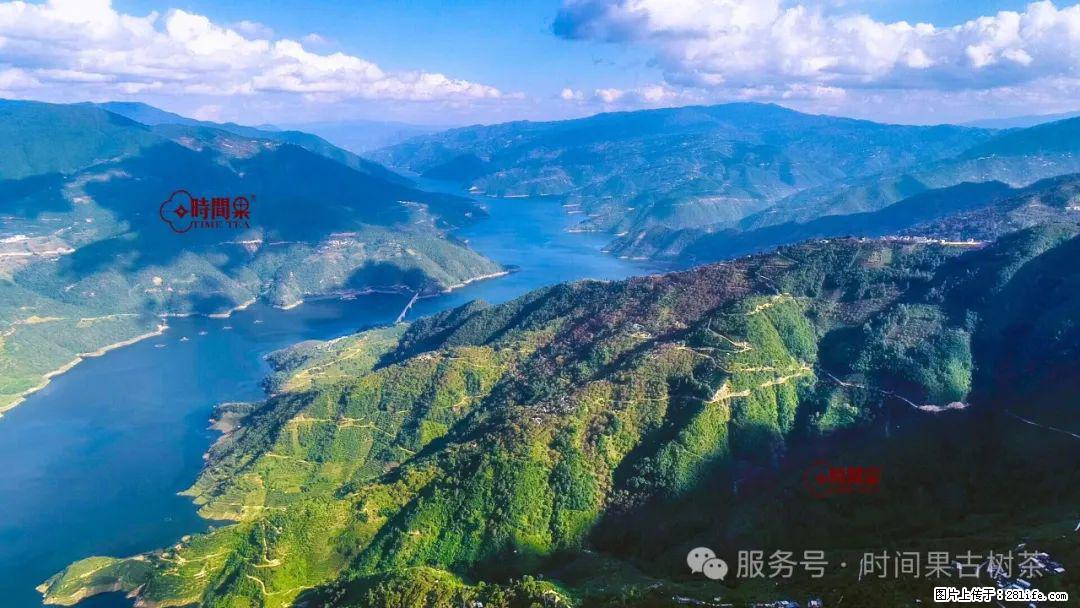 时间果百年古树龙珠普洱生茶 - 购物交流 - 莱芜生活社区 - 莱芜28生活网 lw.28life.net