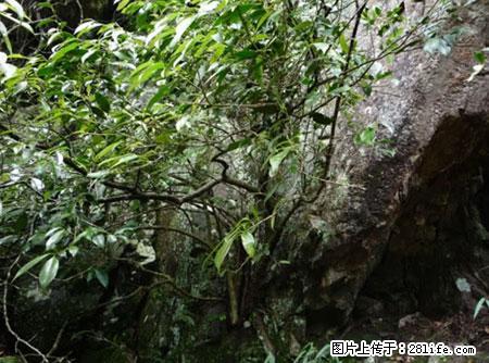 平乐石崖茶，珍贵仅次于金花茶 - 莱芜生活资讯 - 莱芜28生活网 lw.28life.net
