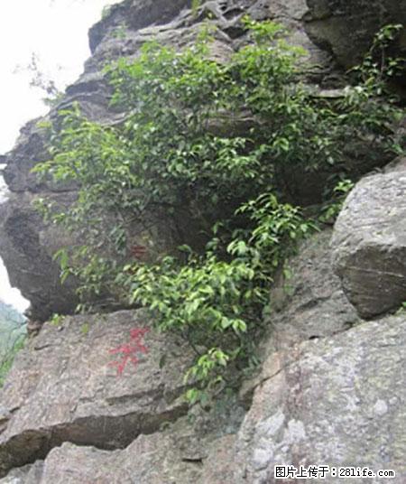 平乐石崖茶，珍贵仅次于金花茶 - 莱芜生活资讯 - 莱芜28生活网 lw.28life.net