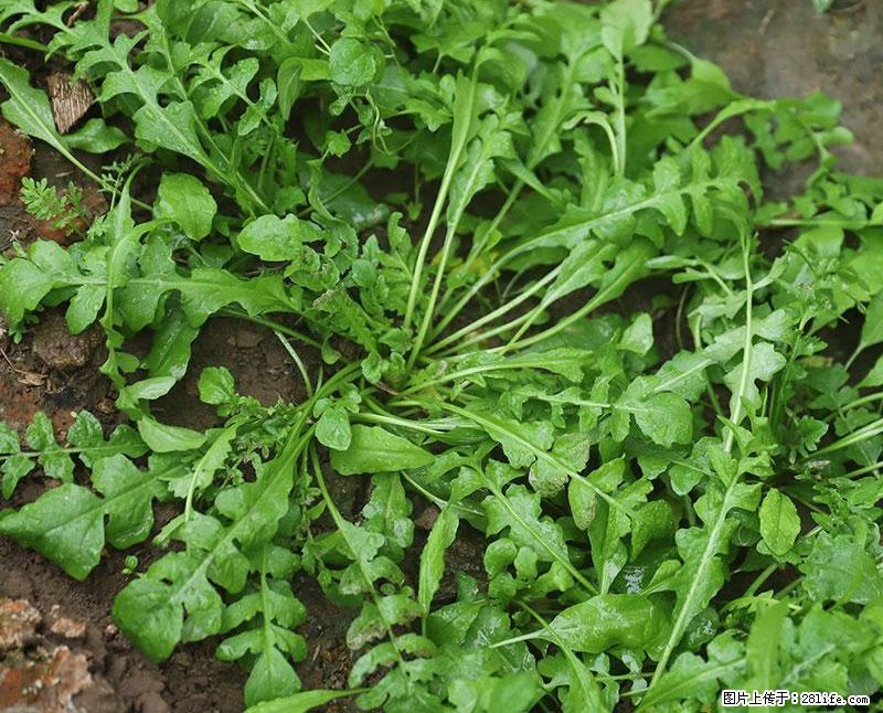 这些蔬菜是“天然钙片”，这6种被医生重点推荐 - 莱芜生活资讯 - 莱芜28生活网 lw.28life.net