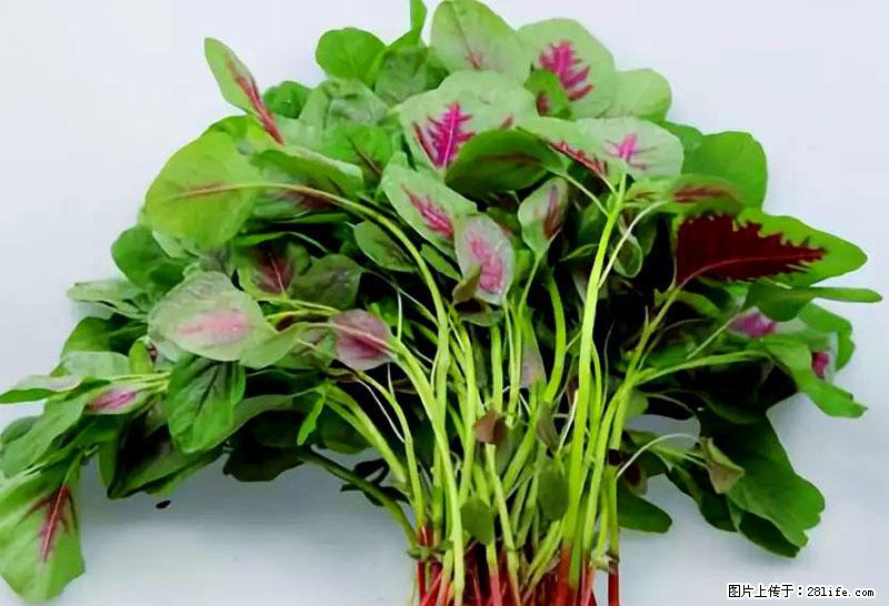 这些蔬菜是“天然钙片”，这6种被医生重点推荐 - 莱芜生活资讯 - 莱芜28生活网 lw.28life.net