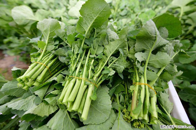 这些蔬菜是“天然钙片”，这6种被医生重点推荐 - 莱芜生活资讯 - 莱芜28生活网 lw.28life.net